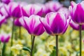 Macro closeup of a field of white and purple tulip flowers, traditional dutch garden flowers, nature background Royalty Free Stock Photo