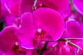 Macro closeup of the flower of a purple moth orchid, popular cultivated plant from Asia, Nature background Royalty Free Stock Photo