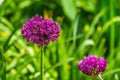 Macro closeup of a flowering giant onion plant, beautiful decorative garden plant with purple flower globes, nature background