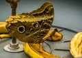 Macro closeup of a forest giant owl butterfly sitting on a banana, tropical and colorful insect from America, popular pet in