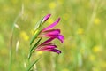 Gladiolus italicus , field gladiolus flower in green yellow background Royalty Free Stock Photo