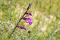 Gladiolus kotschyanus , natural beautiful gladiolus flower