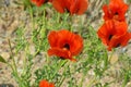 Glaucium grandiflorum , Grand-Flowered Horned Poppy flower Royalty Free Stock Photo