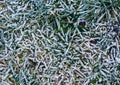 Macro closeup of a grass pasture in winter season, grass blades covered in white snow crystals, natural winter garden background