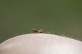 Macro grasshoper cub photography sitting on human body