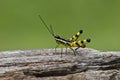 Macro closeup of grasshopper on wood Royalty Free Stock Photo