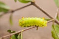 Macro Closeup Of A Green Io Moth Caterpillar , Moth Caterpillar Royalty Free Stock Photo