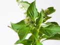 macro closeup of green leaves branch of Ocimum basilicum garden herbal kitchen plant with white flowers, Thai basil, great basil.