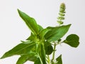 macro closeup of green leaves branch of Ocimum basilicum garden herbal kitchen plant with white flowers, Thai basil, great basil.