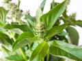 macro closeup of green leaves branch of Ocimum basilicum garden herbal kitchen plant with white flowers, Thai basil, great basil. Royalty Free Stock Photo