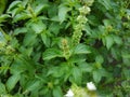 macro closeup of green leaves branch of Ocimum basilicum garden herbal kitchen plant with white flowers, Thai basil, great basil.