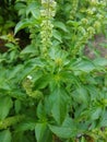 macro closeup of green leaves branch of Ocimum basilicum garden herbal kitchen plant with white flowers, Thai basil, great basil.