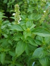 macro closeup of green leaves branch of Ocimum basilicum garden herbal kitchen plant with white flowers, Thai basil, great basil.