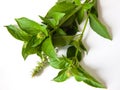 macro closeup of green leaves branch of Ocimum basilicum garden herbal kitchen plant with white flowers, Thai basil, great basil.