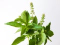 macro closeup of green leaves branch of Ocimum basilicum garden herbal kitchen plant with white flowers, Thai basil, great basil.