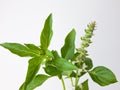 macro closeup of green leaves branch of Ocimum basilicum garden herbal kitchen plant with white flowers, Thai basil, great basil.