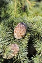 Macro closeup of green pine tree branches with long needles and pine-cones in forest wood Royalty Free Stock Photo