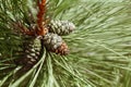 Green pine tree branches with long needles and pine-cones in forest wood Royalty Free Stock Photo