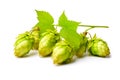 Macro closeup of green ripe hop cones isolated on white background. Branch of hop cones for making beer and bread Royalty Free Stock Photo
