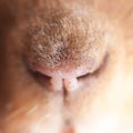 a macro of the snout of a cute hedgehog