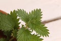 Macro closeup of a herbaceous annual flowering plant called small nettle