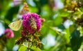 Macro closeup of a holly blue butterfly, common insect specie from Eurasia Royalty Free Stock Photo