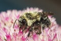 Closeup of Bumblebee Feasting on Freshly Bloomed Sedum Covered in Pollen. Royalty Free Stock Photo