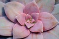 Macro closeup of hot pink cantus flowers