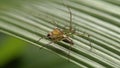 Macro closeup on Hyllus semicupreus Jumping Spider Royalty Free Stock Photo