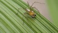 Macro closeup on Hyllus semicupreus Jumping Spider Royalty Free Stock Photo