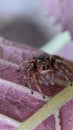 Macro closeup on Hyllus semicupreus Jumping Spider Royalty Free Stock Photo