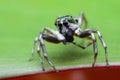 macro closeup on Hyllus semicupreus Jumping Spider. This spider is known to eat small insects like grasshoppers, flies, bees .