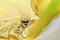 macro closeup on Hyllus semicupreus Jumping Spider. This spider is known to eat small insects Royalty Free Stock Photo