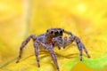 macro closeup on Hyllus semicupreus Jumping Spider on yellow leaf Royalty Free Stock Photo