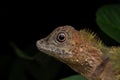 Macro Closeup image of rare species lizard of Sabah, Borneo