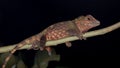 Macro Closeup image of rare species lizard of Sabah, Borneo