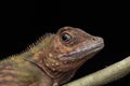 Macro Closeup image of rare species lizard of Sabah, Borneo