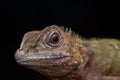 Macro Closeup image of rare species lizard of Sabah, Borneo