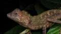 Macro Closeup image of rare species lizard of Sabah, Borneo