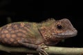 Macro Closeup image of rare species lizard of Sabah, Borneo