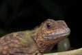 Macro Closeup image of rare species lizard of Sabah, Borneo