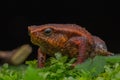 Macro closeup image of Sticky Frog (Kalophrynus meizon) Sabah, Borneo