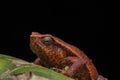 Macro closeup image of Sticky Frog (Kalophrynus meizon) Sabah, Borneo