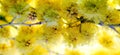 Macro closeup inflorescence of blooming Acacia dealbata also known as silver wattle, blue wattle or mimosa flower. Royalty Free Stock Photo