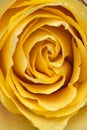 Macro closeup of an intense yellow creamy pastel rose