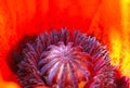 Macro closeup of isolated bright red oriental puppy blossom papaver orientale, inside details of star-shaped purple pistil Royalty Free Stock Photo