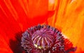Macro closeup of isolated bright red oriental puppy blossom papaver orientale, inside details of star-shaped purple pistil Royalty Free Stock Photo