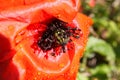 Macro closeup of isolated red corn poppy flower papaver rhoeas with wet papery petals and rain drops focus on seed pot Royalty Free Stock Photo