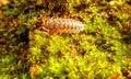 Macro closeup of an isopoda runs over green moss