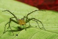 Macro closeup Java Lynx Spider ,Jumping Spider on green leaf Royalty Free Stock Photo